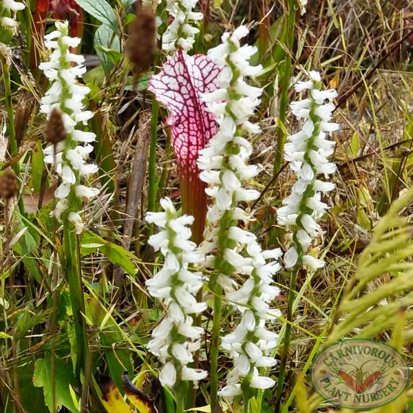 Nodding Lady Tresses Orchid Seeds