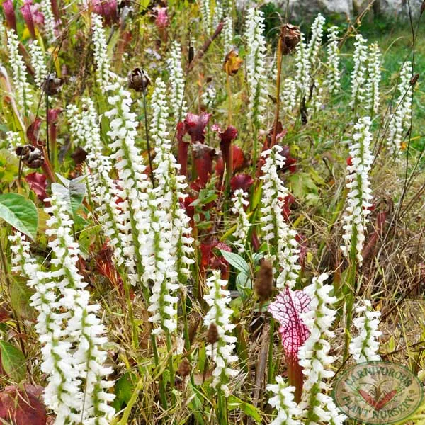 Nodding Lady Tresses Orchid Seeds