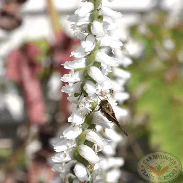 Nodding Lady Tresses Orchid Seeds