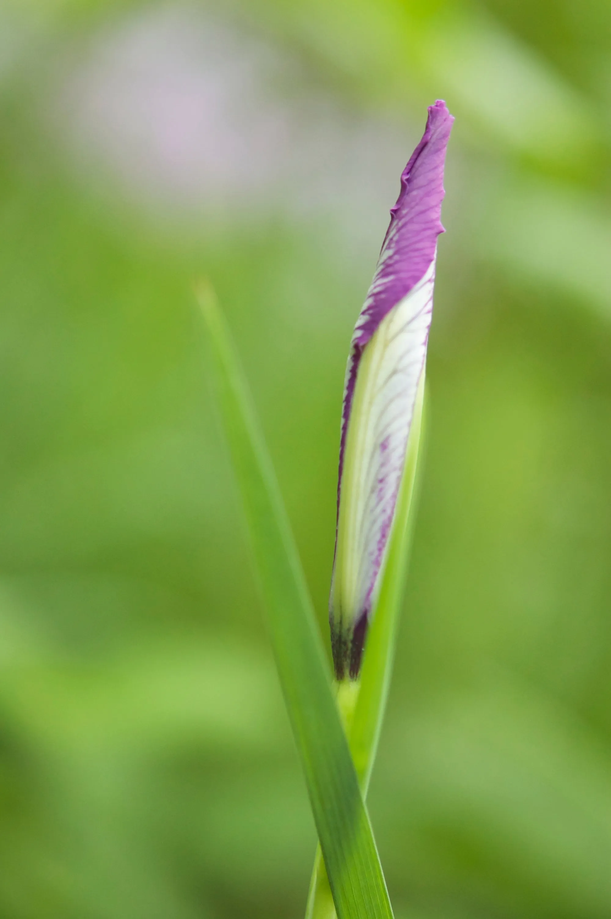 Oregon Iris – bundle of 5 band pots