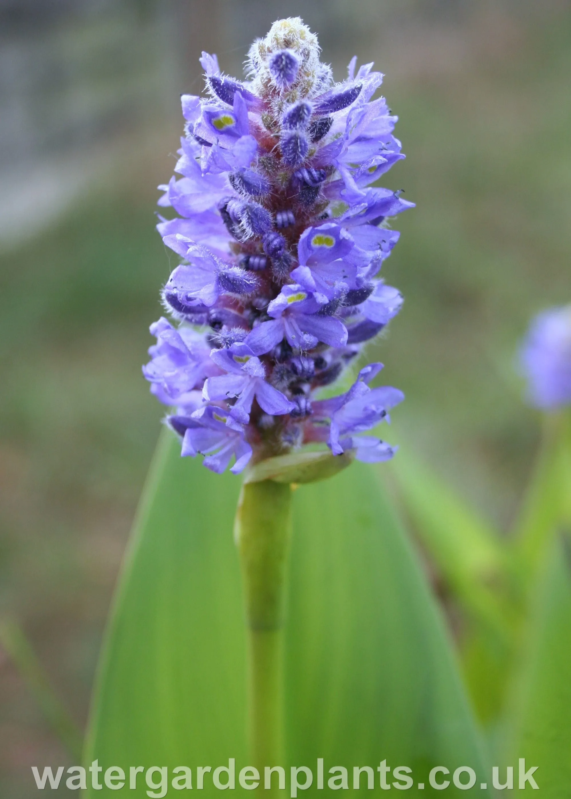 Pontederia cordata - Pickerel Plant