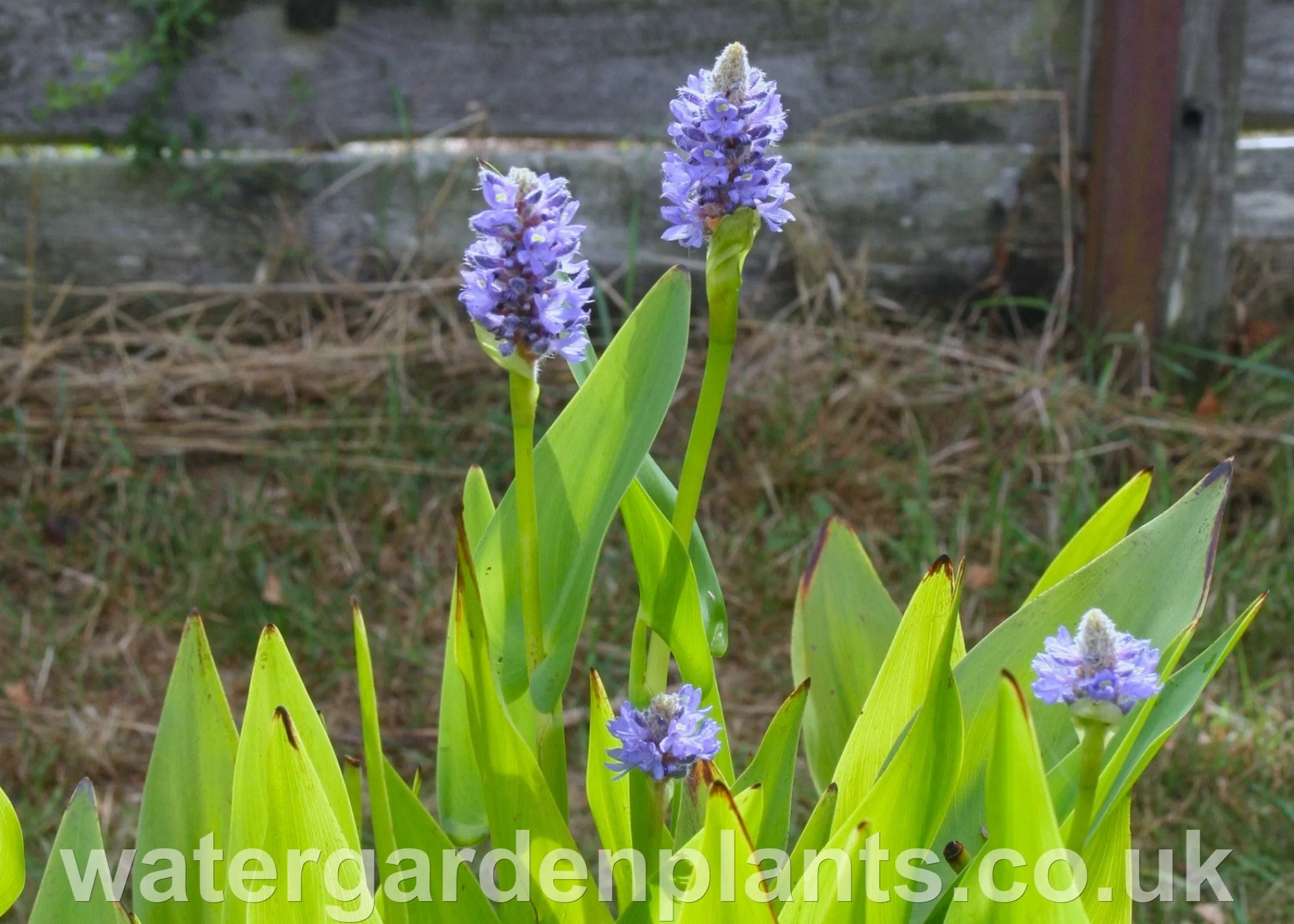 Pontederia cordata - Pickerel Plant