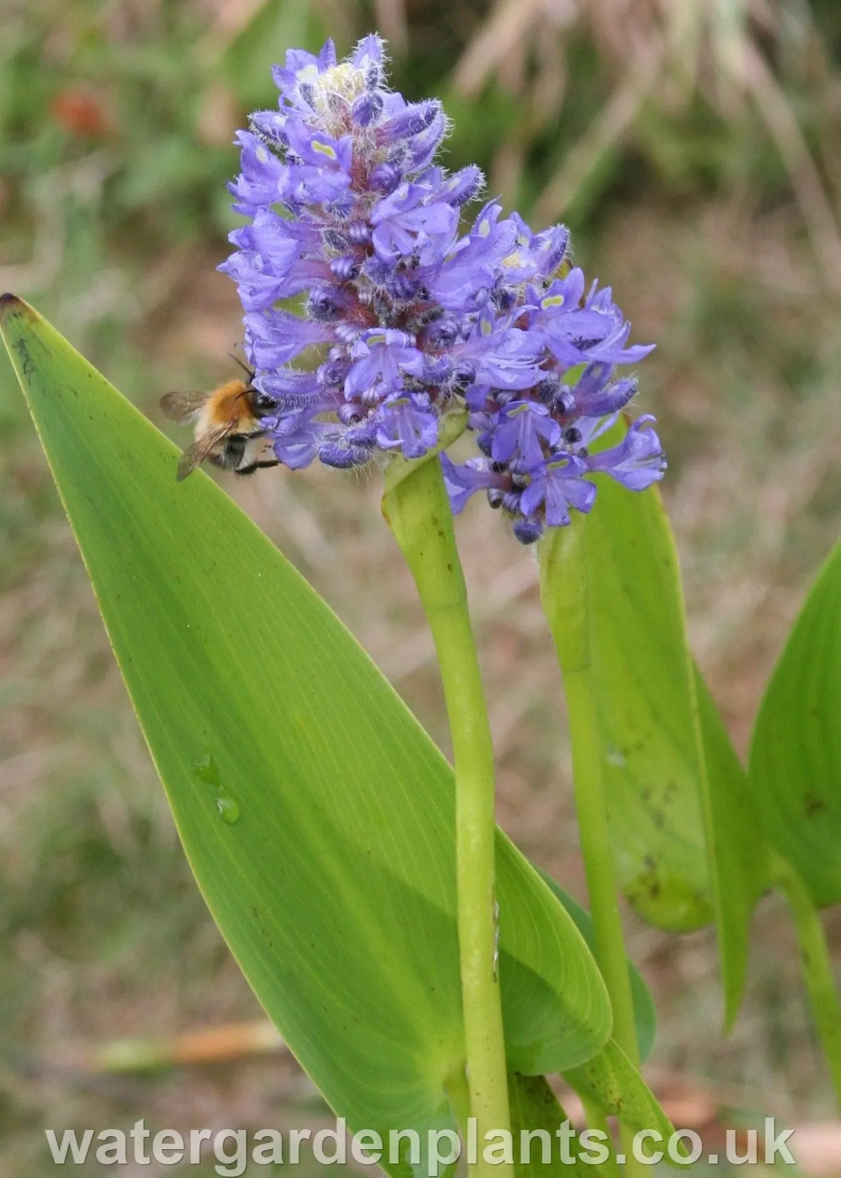 Pontederia cordata - Pickerel Plant