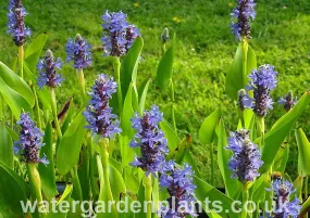 Pontederia cordata - Pickerel Plant