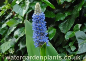 Pontederia dilatata - Giant Pickerel Plant, Royal Pickerel Plant