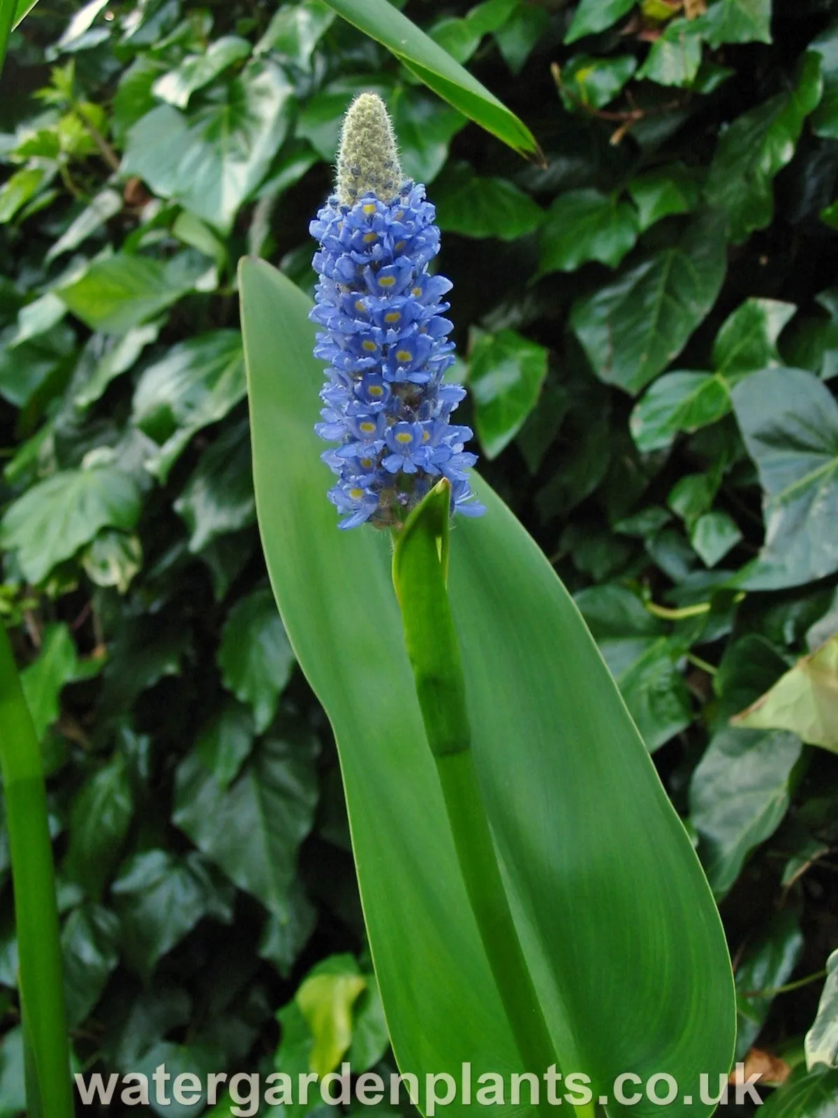 Pontederia dilatata - Giant Pickerel Plant, Royal Pickerel Plant