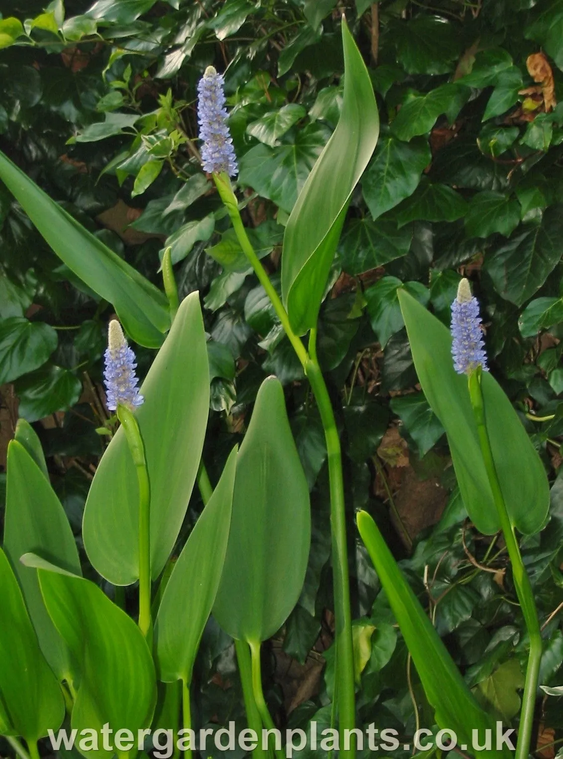 Pontederia dilatata - Giant Pickerel Plant, Royal Pickerel Plant