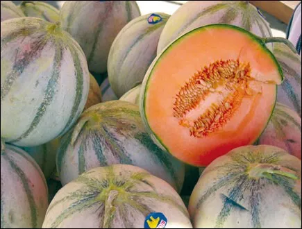 RARE HEIRLOOM Organic Charentais Melon Seeds (Aka French Cantaloupe)