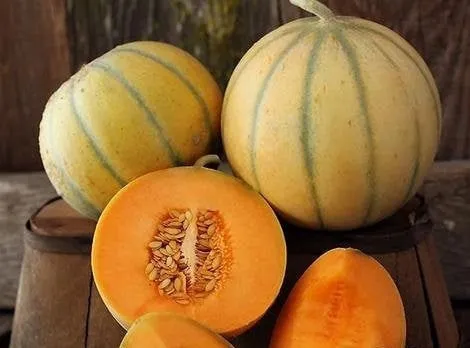 RARE HEIRLOOM Organic Charentais Melon Seeds (Aka French Cantaloupe)