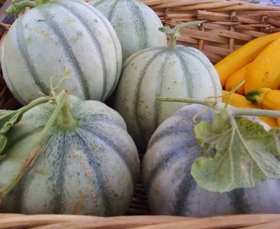 RARE HEIRLOOM Organic Charentais Melon Seeds (Aka French Cantaloupe)