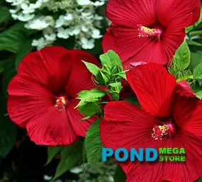 Red Pond Hibiscus (Moscheutos) <br> Winter Hardy to zone 3!