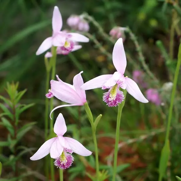 Rose Pogonia