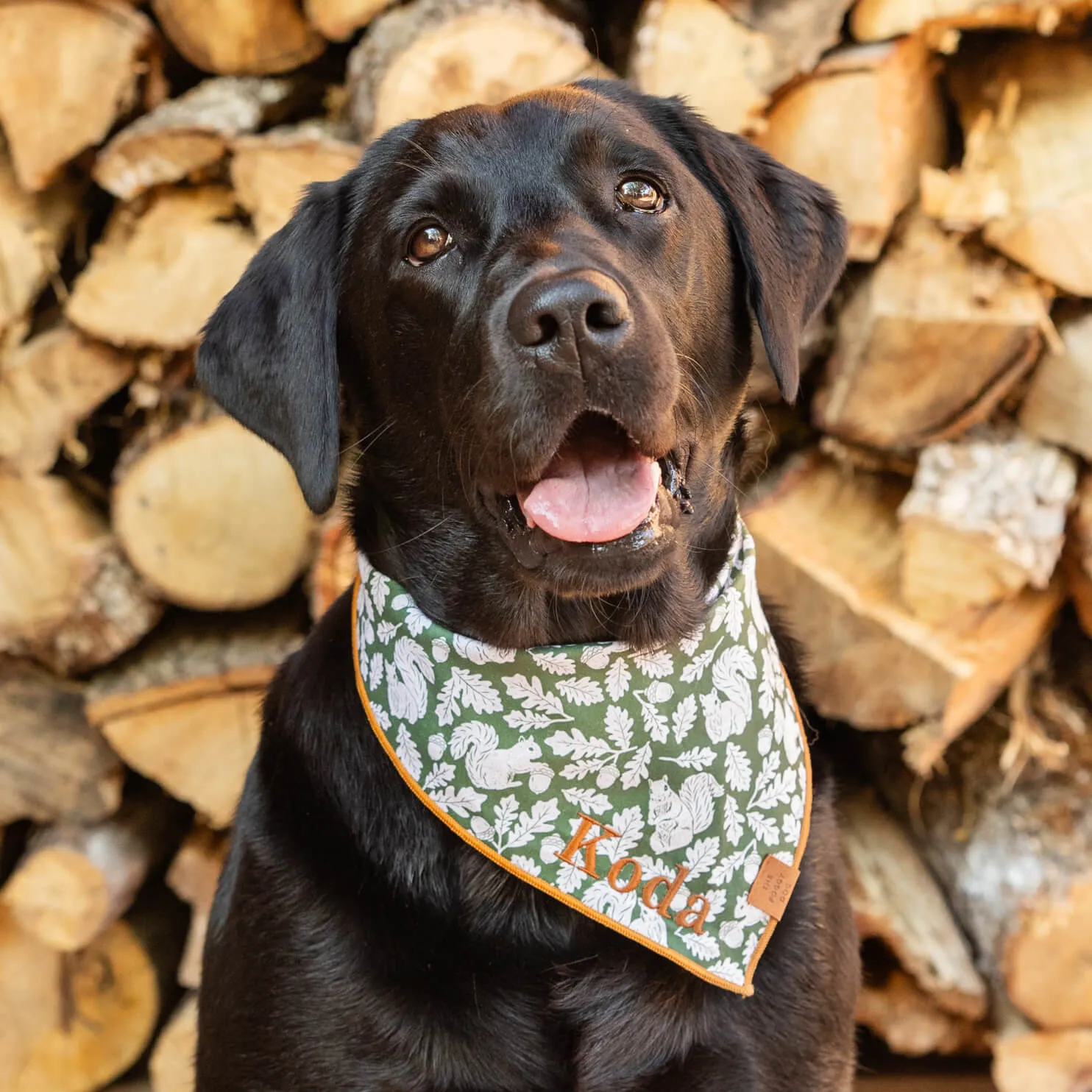 Squirrel! Dog Bandana