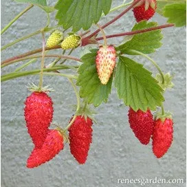 Strawberry Alpine Mignonette by Renee's Garden