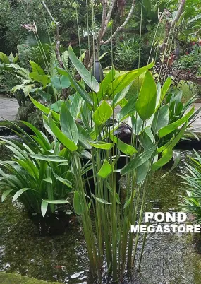 Thalia Dealbata <br> The PERFECT HARDY POND PLANT <Br> Our Favorite for so many reasons!