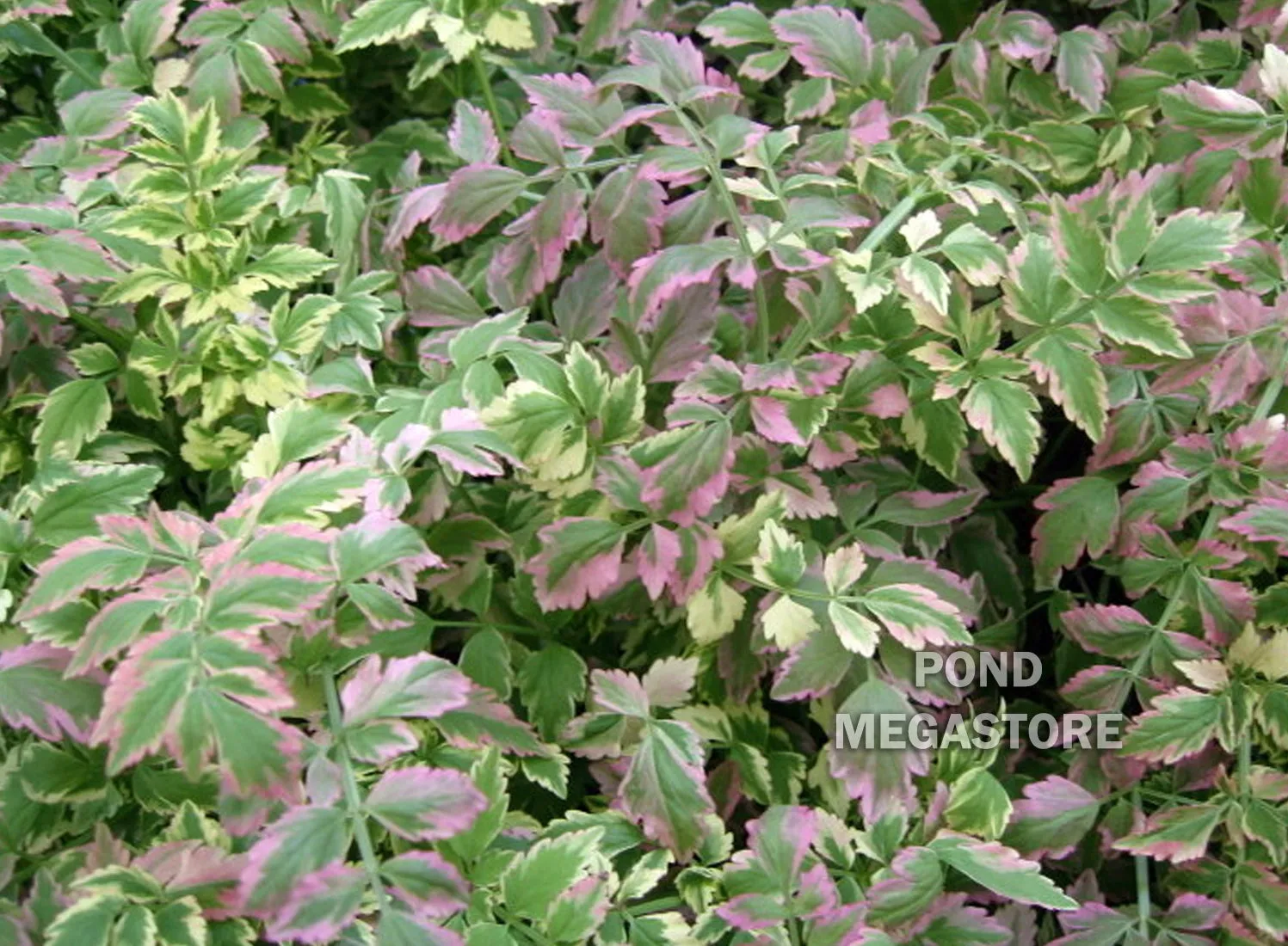 Variegated Celery <br> The BEST filtering bog plant!