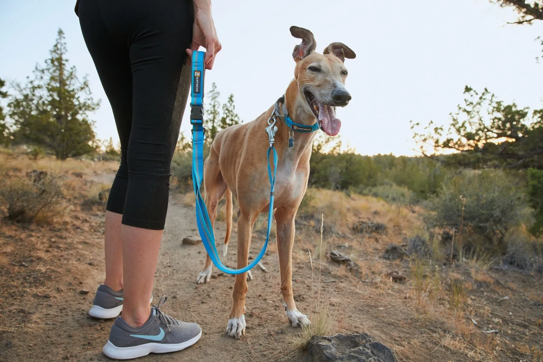 Web Reaction™ Martingale Dog Collar With Buckle