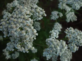 Yarrow - bundle of 5 plants (3.5" pots)