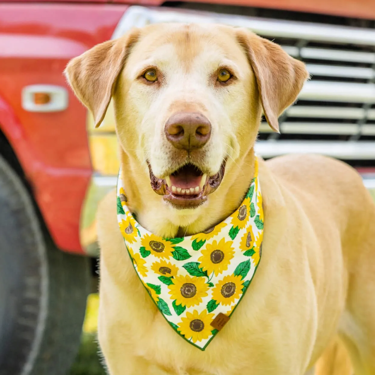 You are My Sunshine Dog Bandana